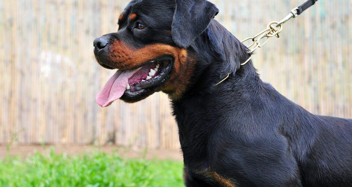 Why Do Rottweilers Growl? (At Me)